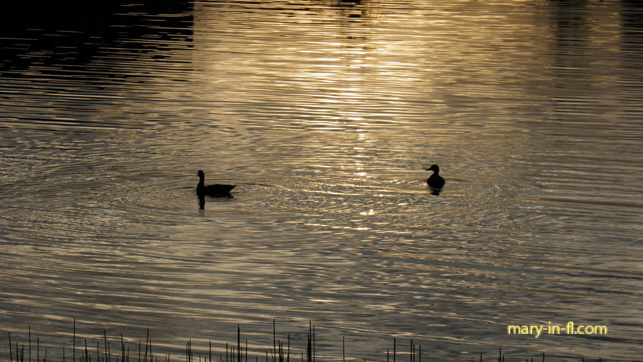 Ducks in the lake 02-14-2019
